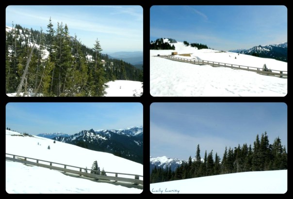 Hurricane Ridge collage