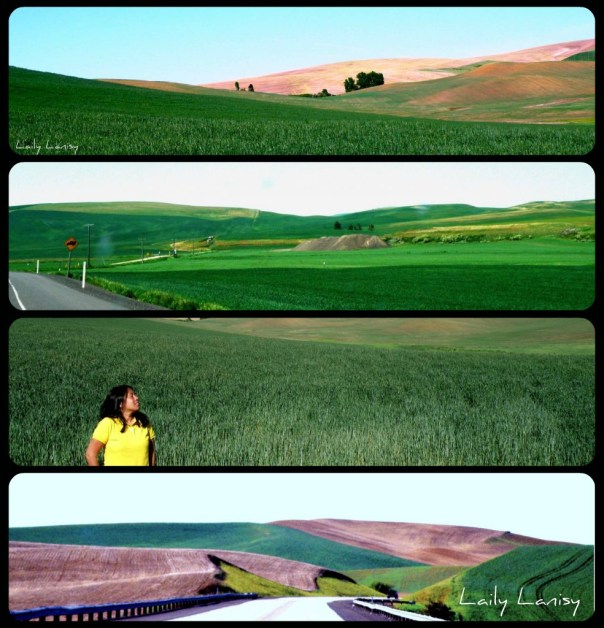 Palouse collage