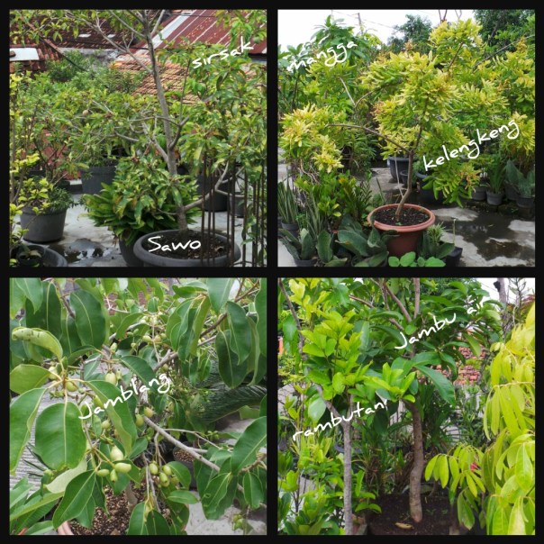 kebun mbak Ninik collage