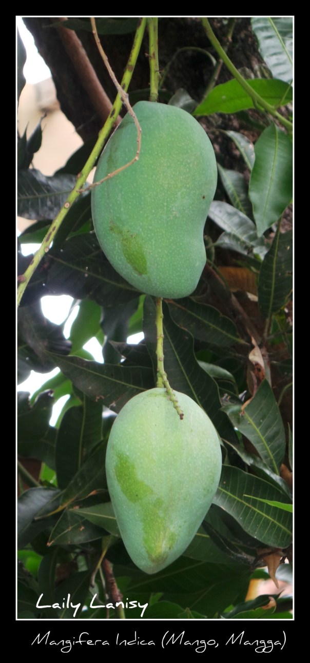 Mangga