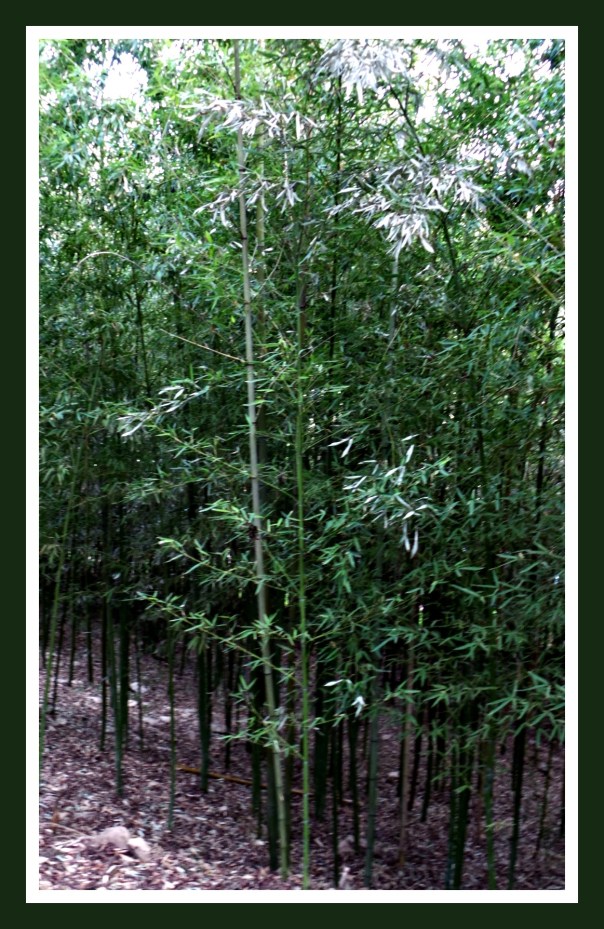 The Bamboo Forest